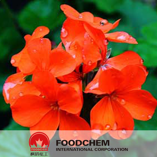 Geranium Extract